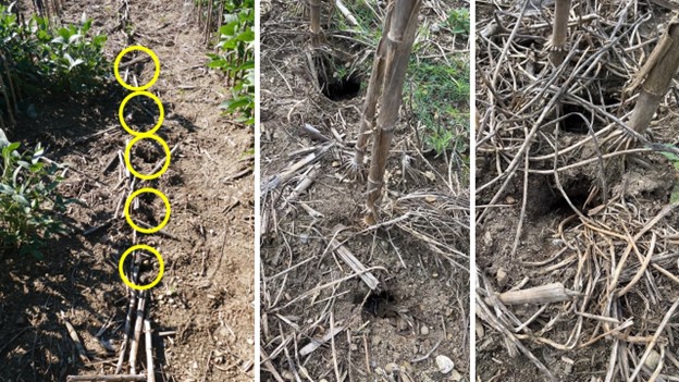 Vole burrow entrances in a field.